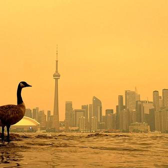 Canada Goose stands on the shoreline of the Toronto Islands, on Lake Ontario, as the downtown skyline is covered by wildfire smoke