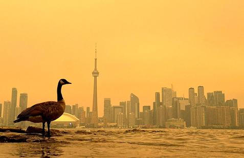Canada Goose stands on the shoreline of the Toronto Islands, on Lake Ontario, as the downtown skyline is covered by wildfire smoke