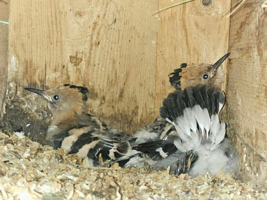 Tahle ptáčata už jsou téměř připravená vydat se do světa.
