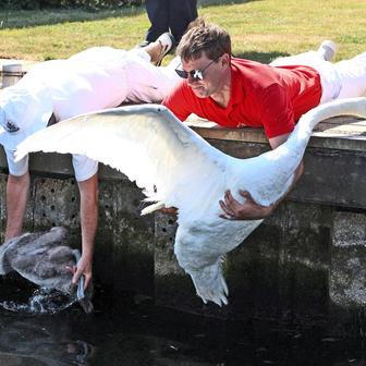Swan Upping 2026