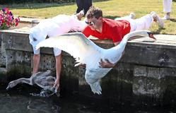 Swan Upping 2026