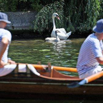 Swan Upping 2026