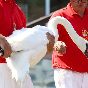 Swan Upping 2026