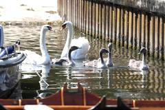 Swan Upping 2026