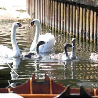 Swan Upping 2026