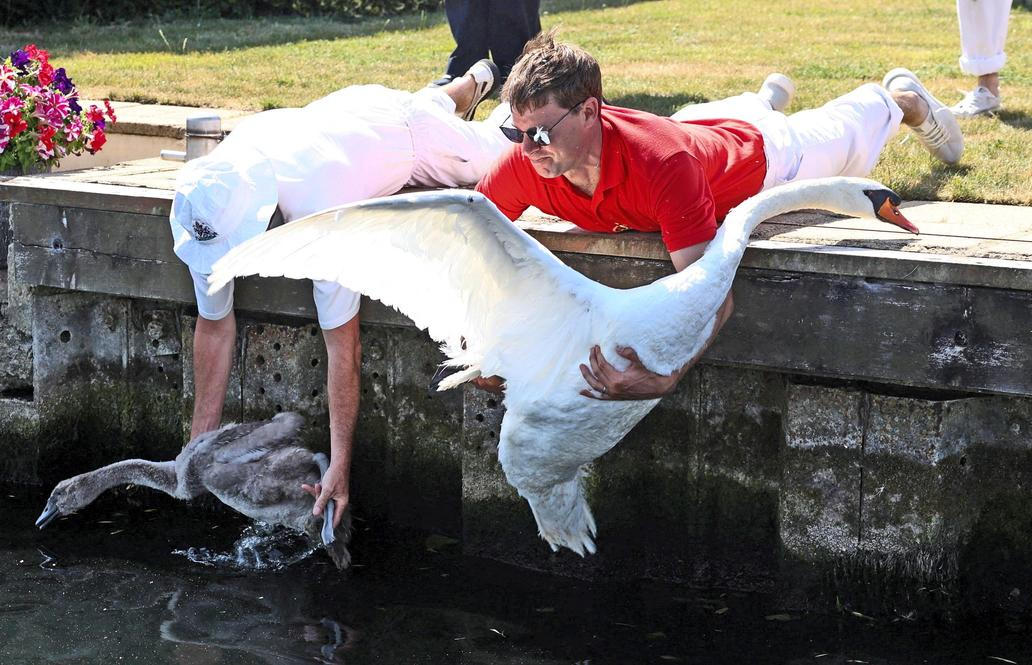 Swan Upping 2026