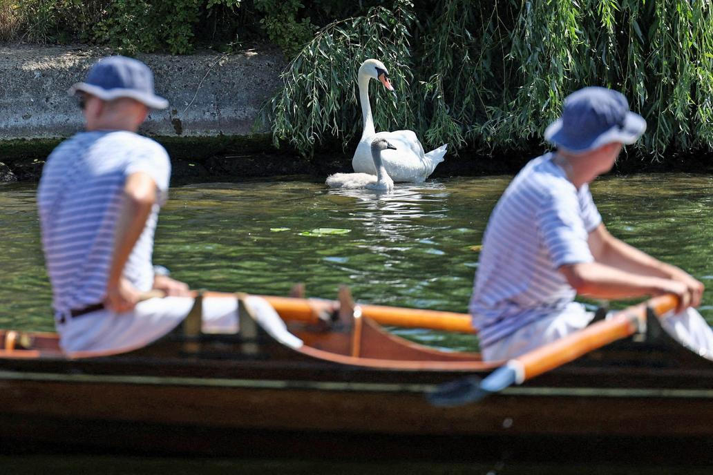 Swan Upping 2026
