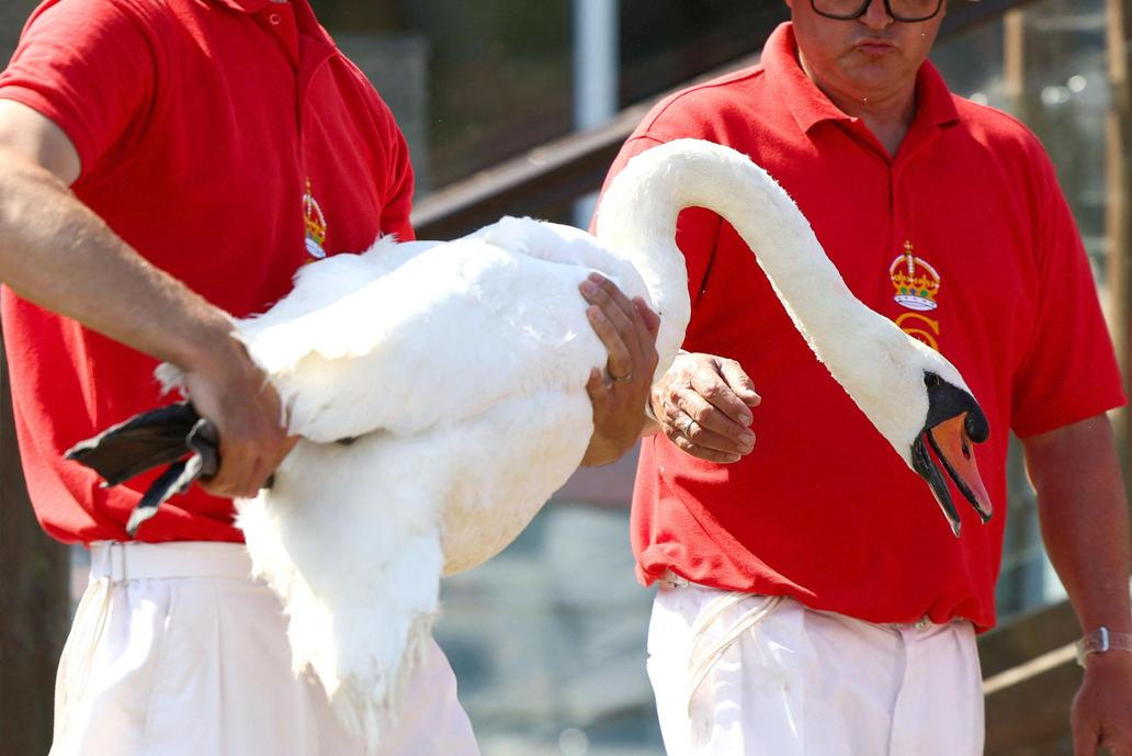 Swan Upping 2026