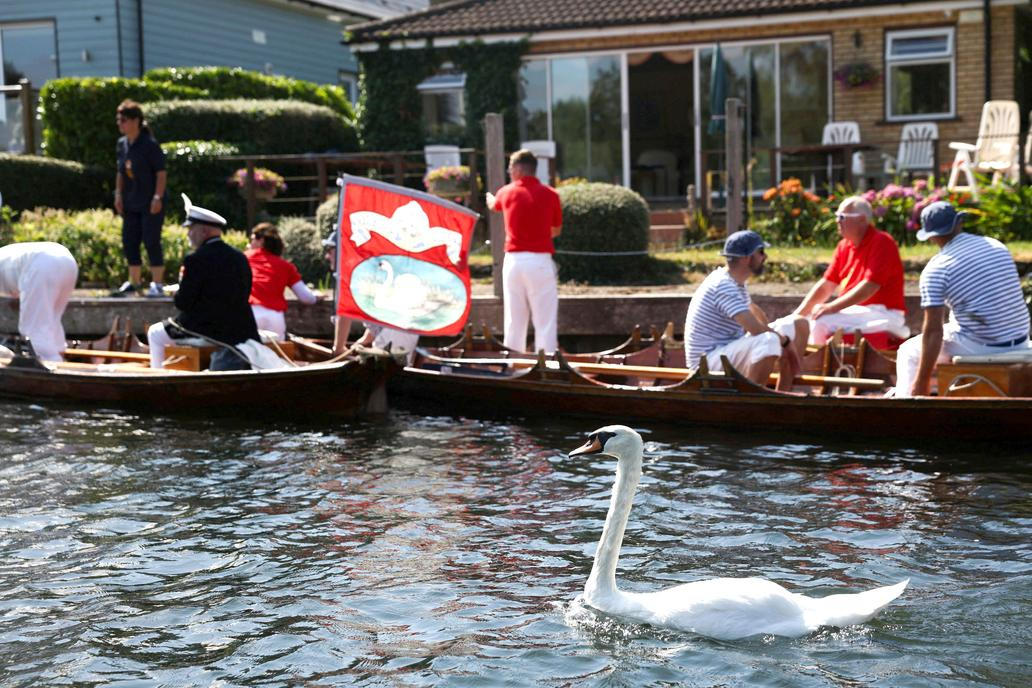 Swan Upping 2026