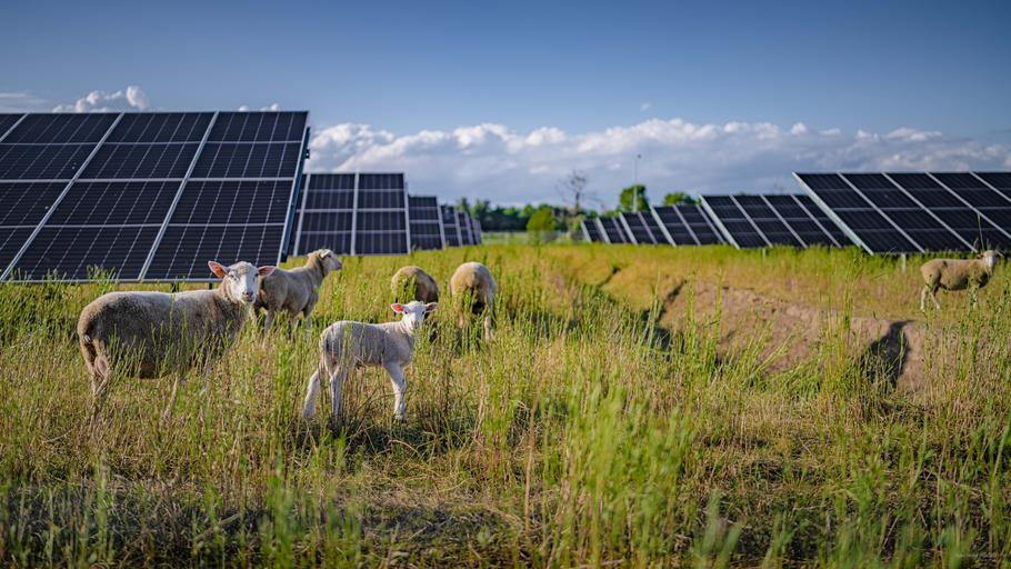 Ovce na solární farmě Volkswagenu v Poznani