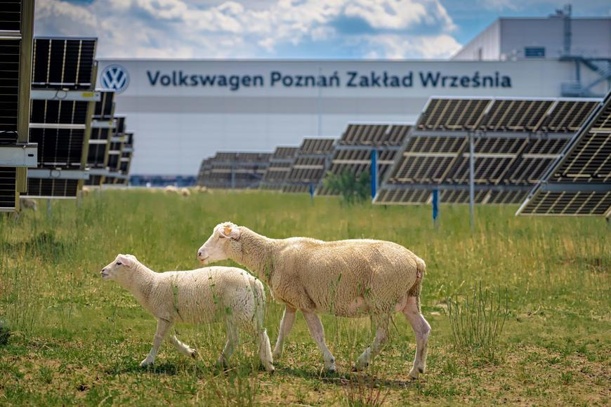 Propouští lidi a najímá ovce. Volkswagen uprostřed krize testuje nové „sekačky“