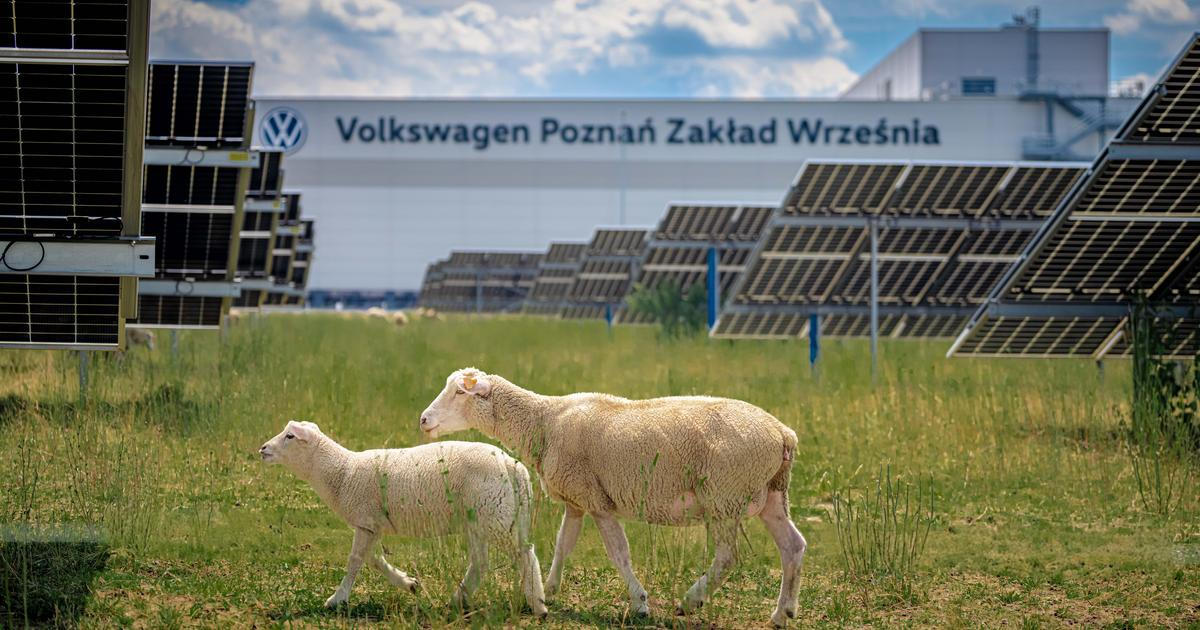 Propouští lidi a najímá ovce. Volkswagen uprostřed krize testuje nové „sekačky“