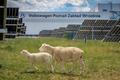 Ovce na solární farmě Volkswagenu v Poznani