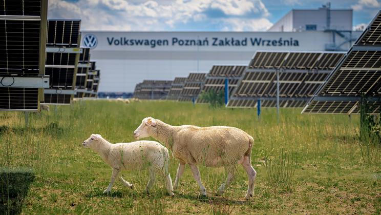 Ovce na solární farmě Volkswagenu v Poznani