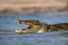 Nile,Crocodile,In,Rough,Waves,Near,The,Shore,Of,Chobe