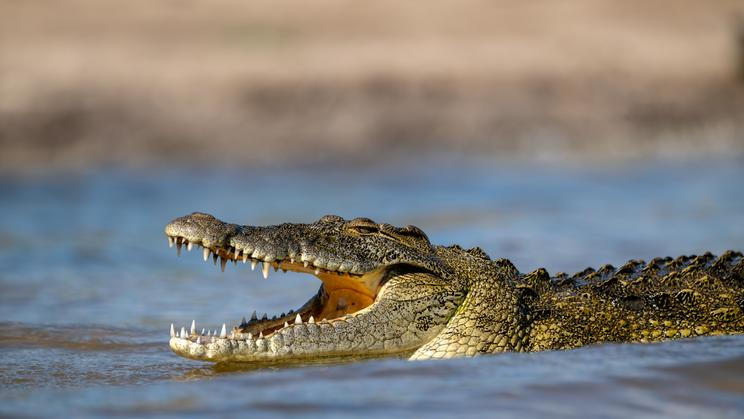 Nile,Crocodile,In,Rough,Waves,Near,The,Shore,Of,Chobe