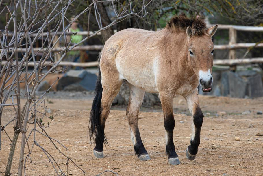 Návrat koně Převalského do volné přírody je velkým projektem pražské zoo.