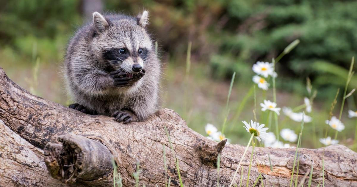 Vypadá jako stvoření z jiné planety. Mýval s neobvyklým tělem pobláznil internet