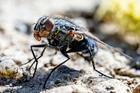 Adult,House,Fly,Of,The,Species,Musca,Domestica
