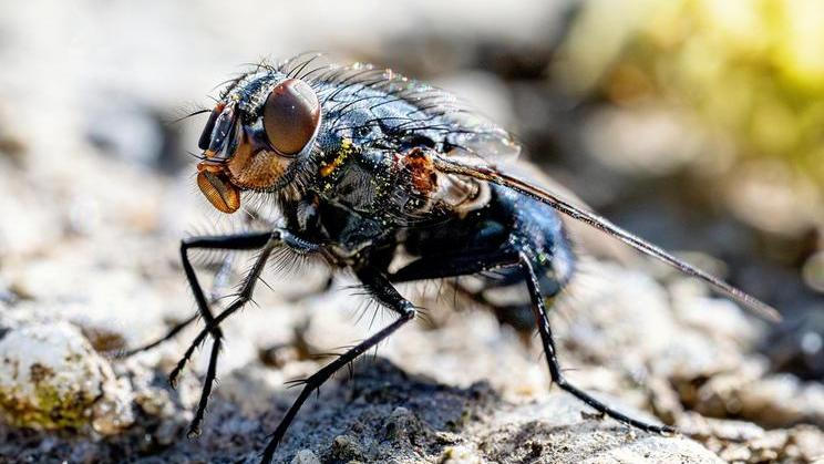 Adult,House,Fly,Of,The,Species,Musca,Domestica