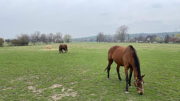 Hřebčín Napajedla je zavřený už od roku 2023 (2. 4. 2025)