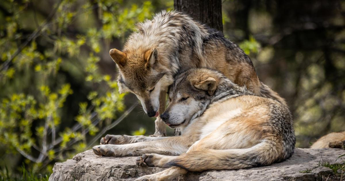 Ochránci přírody v Jeseníkách potvrdili dvě vlčí smečky, v širším regionu až 40 jedinců