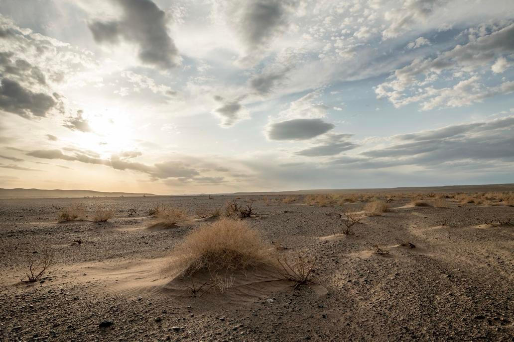 Umírající vegetace v poušti Gobi v Mongolsku