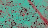 Mykorhizní houby pod mikroskopem Morrison v institutu AMOLF (Institute of Complex Materials) v Amsterdamu, 12. září 2025. Kruhové útvary jsou spory. Původní snímek je černobílý, barva byla upravena pro lepší čitelnost.