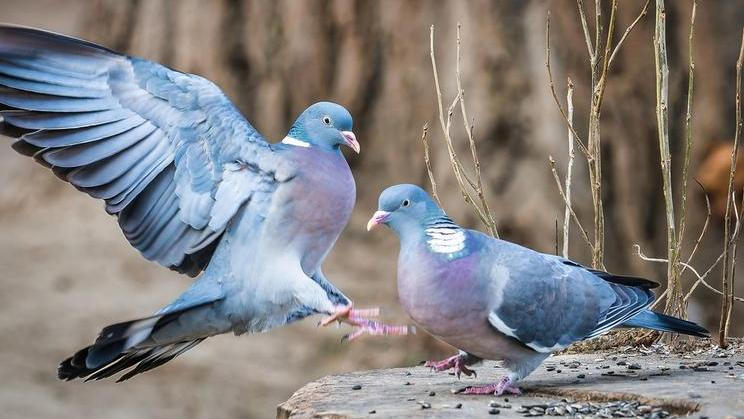 Záhada holubího kompasu je snad konečně vyřešena. Kde v jeho těle sídlí, všechny překvapilo.