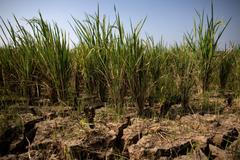 Residents collect emergency water supplies in Indonesia's drought-hit Bekasi regency