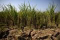 Residents collect emergency water supplies in Indonesia's drought-hit Bekasi regency