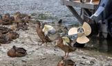Low water levels on the Danube in Serbia