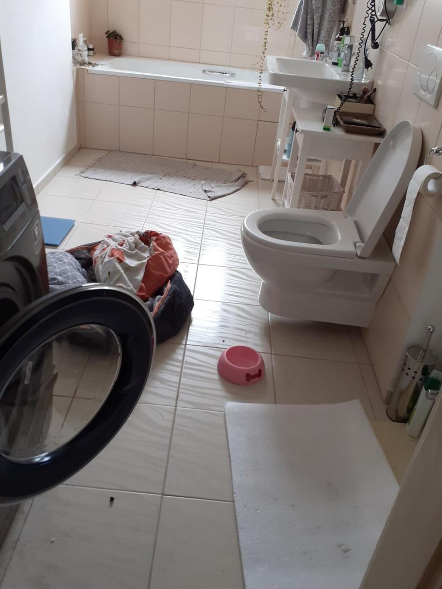 Majitelka tvrdí, že uklízečka našla jejího psa Delhiho zavřeného v koupelně. Podle ní tam měl pelíšek i misku s vodou.