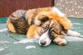 Young,Large,Puppy,Lying,On,Outdoor,Pavement,,Brown,And,White