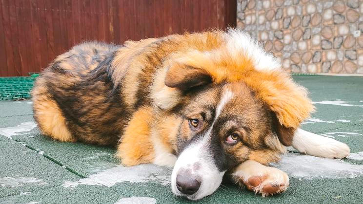 Young,Large,Puppy,Lying,On,Outdoor,Pavement,,Brown,And,White
