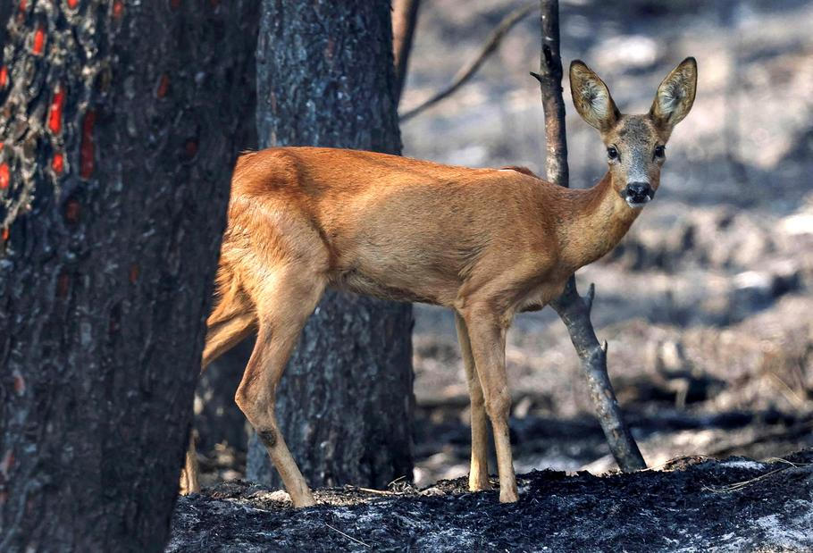 Wildfires in southwest France