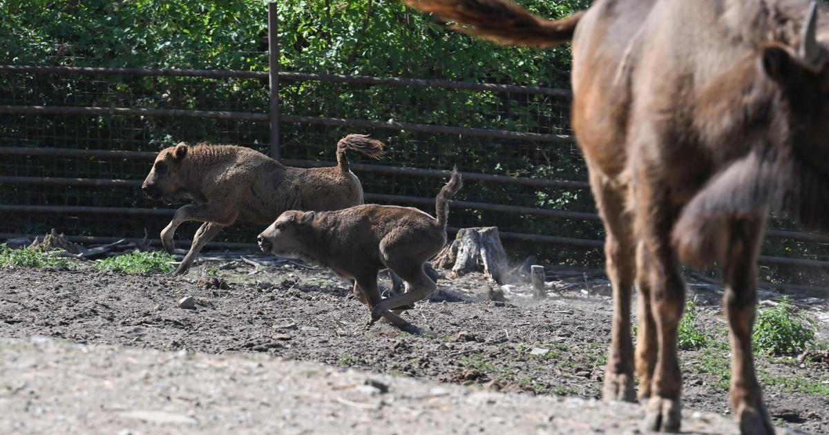 Kdysi přežívalo jen 56 posledních kusů. V české zoo teď skotačí vzácná mláďata největšího zvířete Evropy
