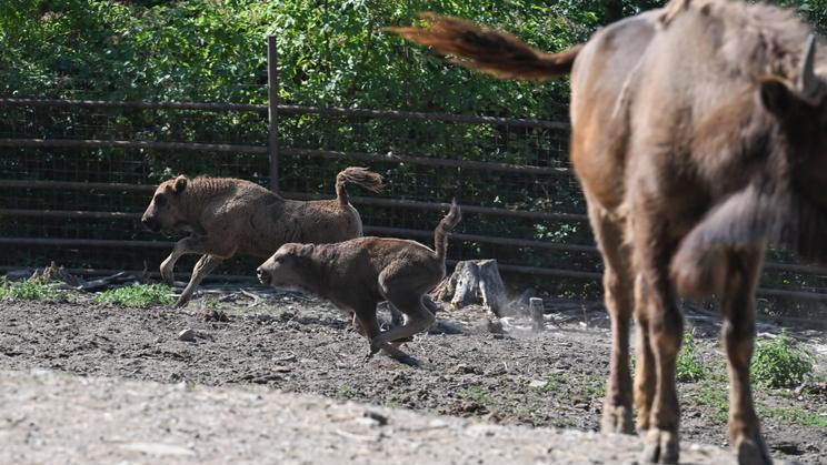 ČR-příroda-zoo-Olomouc-FASTPIX