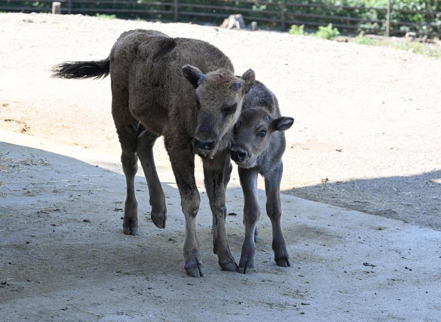 ČR-příroda-zoo-Olomouc-FASTPIX