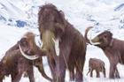Mamut srstnatý