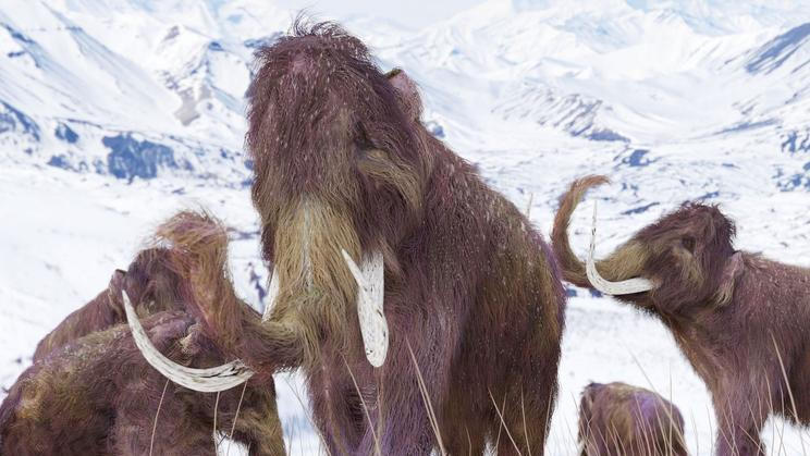 Mamut srstnatý