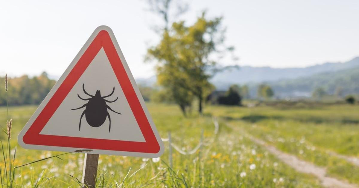 Po klíšťové encefalitidě nedokázala učit déle než dvě hodiny. Česká studie odhalila problém, o kterém se příliš nemluví