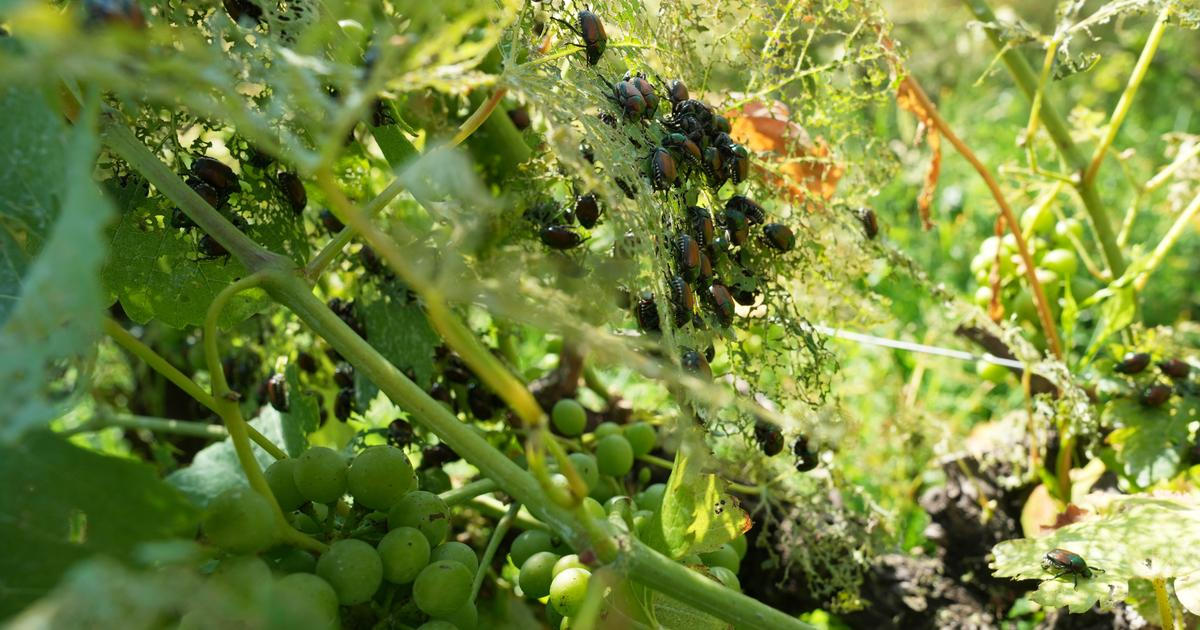 Japonský nedožera pustoší sady i vinice. Italští zemědělci mluví o vážné hrozbě