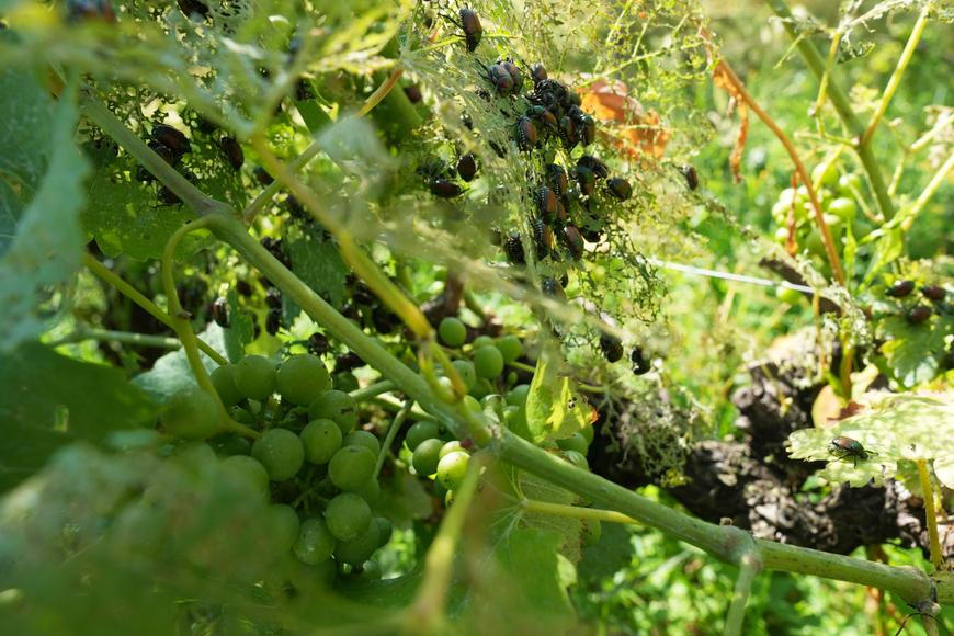 Japonský nedožera pustoší sady i vinice. Italští zemědělci mluví o vážné hrozbě