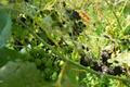Italy Vineyards Japanese Beetles