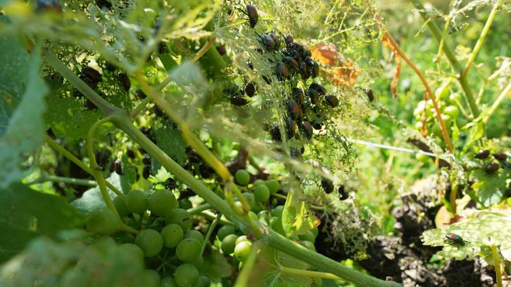 Italy Vineyards Japanese Beetles