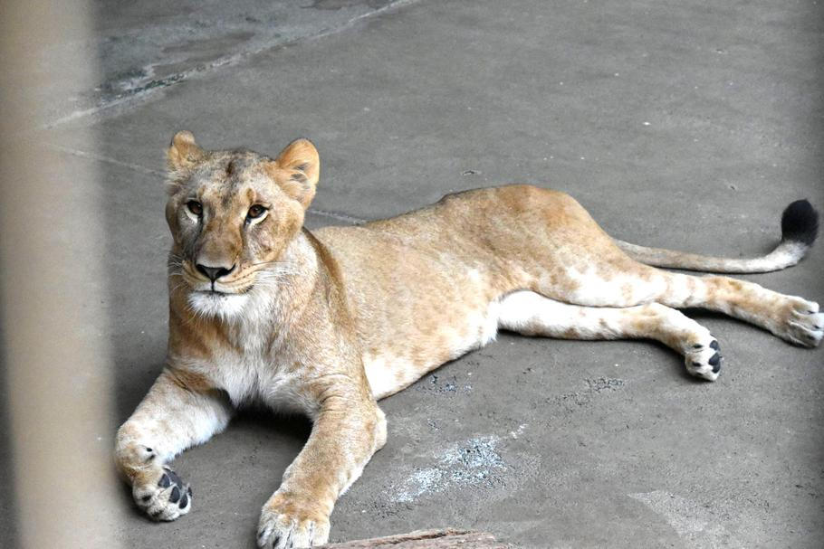Three-year-old female lion Mugi, one of three lions in Tama Zoological Park that died recently due to suspected heat-related illness, in Tokyo
