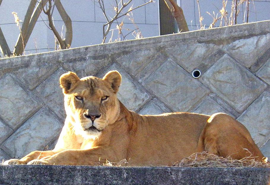 Lvice Luena v zoologické zahradě Tama na snímku z 14. ledna 2026. 
