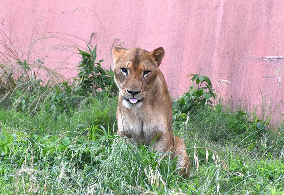 Lvice Ichigo na archivním snímku ze zoologické zahrady Tama z 1. června 2024. I ona podlehla následkům extrémních veder, která zasáhla Japonsko.