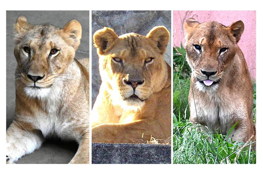 Tragédie v zoo: vedro zabilo tři lvice. Další zvířata bojují o život